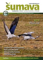 sumava-leto-201901.jpg
